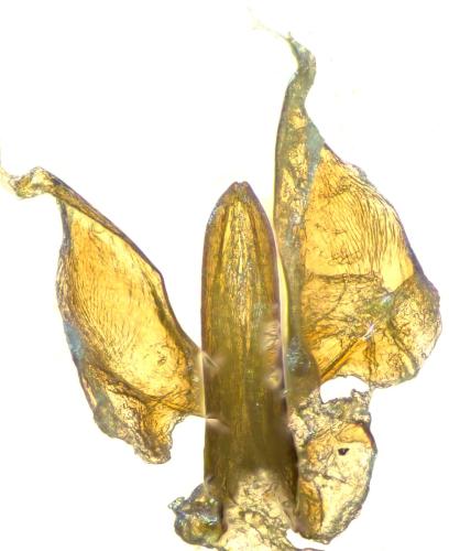 Hydroporus sabaudus sabaudus